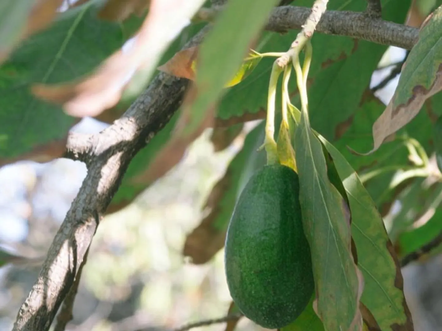 Holiday home La Colina Buena - Cosy Casita For Nature Lovers Monda